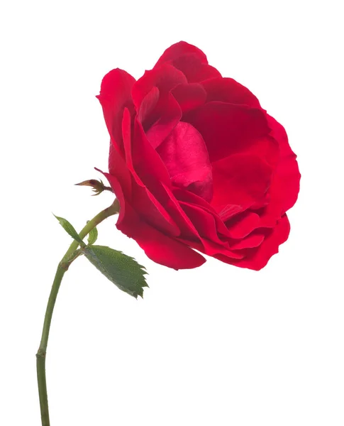 Bella Rosa Colore Rosso Isolato Sfondo Bianco — Foto Stock