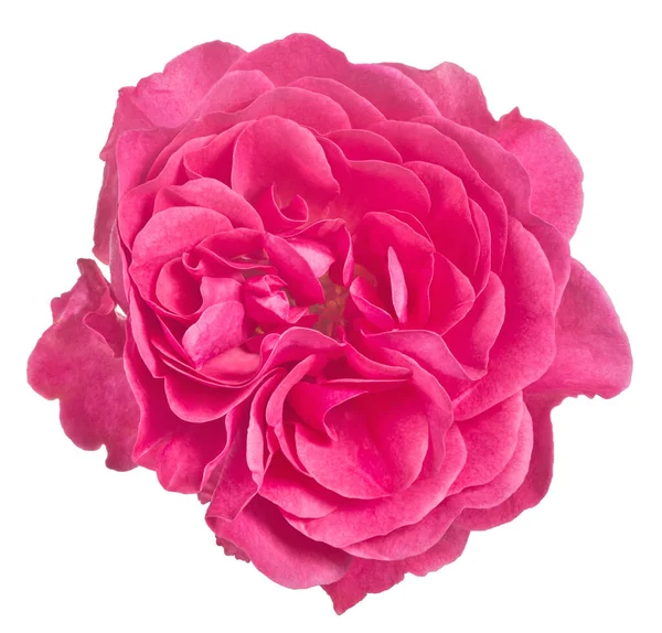 Bella Rosa Colore Rosa Isolato Sfondo Bianco — Foto Stock