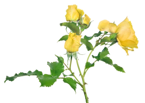 Beautiful Yellow Color Rose Isolated White Background — Stock Photo, Image