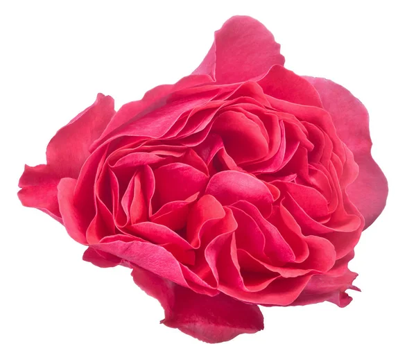 Schöne Rosa Farbe Stieg Isoliert Auf Weißem Hintergrund — Stockfoto