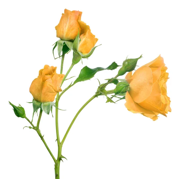 白い背景に美しい黄色のバラが孤立し — ストック写真