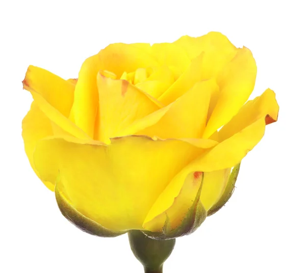 Όμορφο Κίτρινο Χρώμα Τριαντάφυλλο Απομονωμένο Λευκό Φόντο — Φωτογραφία Αρχείου
