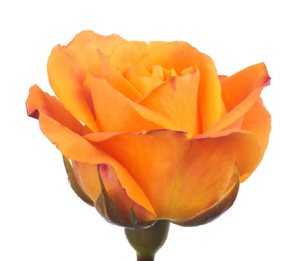 Belle Rose Couleur Orange Jaune Isolé Sur Fond Blanc — Photo