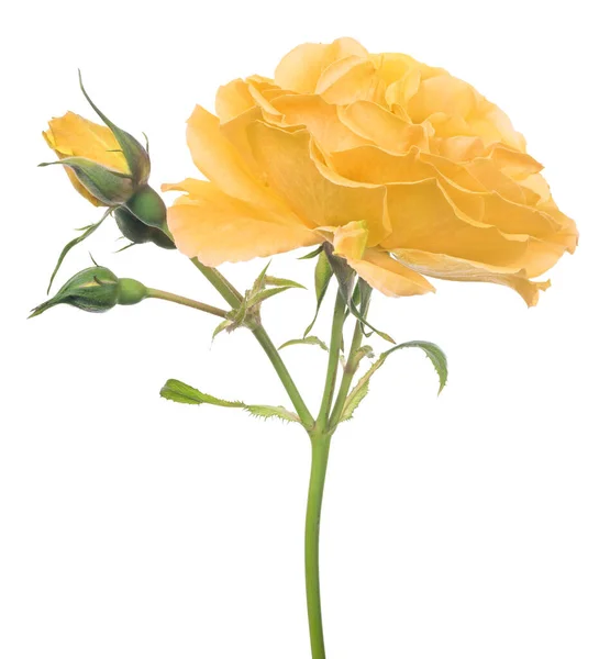 Όμορφο Κίτρινο Χρώμα Τριαντάφυλλο Απομονωμένο Λευκό Φόντο — Φωτογραφία Αρχείου