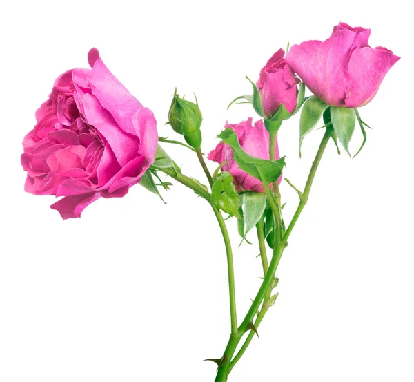 Bella Rosa Colore Magenta Isolato Sfondo Bianco — Foto Stock