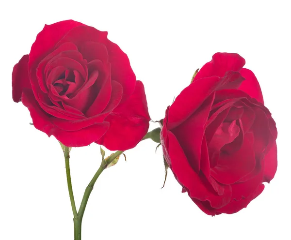 Όμορφο Κόκκινο Χρώμα Τριαντάφυλλο Απομονωμένο Λευκό Φόντο — Φωτογραφία Αρχείου