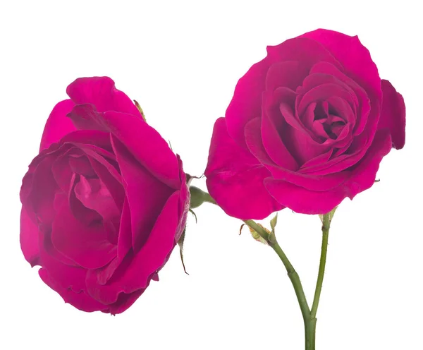 Όμορφο Χρώμα Ματζέντα Τριαντάφυλλο Απομονωμένο Λευκό Φόντο — Φωτογραφία Αρχείου