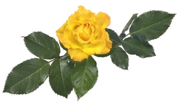 Bella Rosa Colore Giallo Isolato Sfondo Bianco — Foto Stock