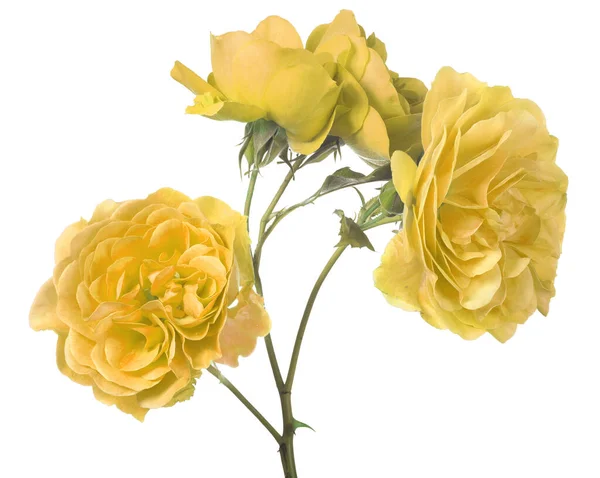 Beautiful Yellow Color Rose Isolated White Background — Stock Photo, Image