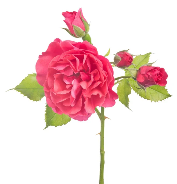 Krásná Růžová Barva Růže Izolované Bílém Pozadí — Stock fotografie