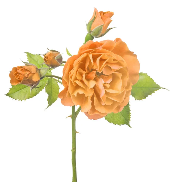 Belle Couleur Orange Rose Isolé Sur Fond Blanc — Photo