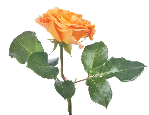 Όμορφο Πορτοκαλί Χρώμα Τριαντάφυλλο Απομονωμένο Λευκό Φόντο — Φωτογραφία Αρχείου