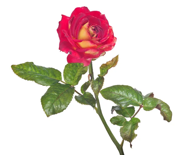 Piękny Ciemny Czerwony Żółty Kolor Róża Izolowane Białym Tle — Zdjęcie stockowe