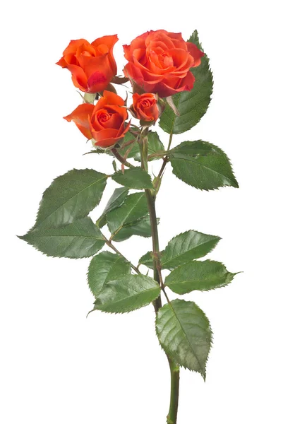 Όμορφο Κόκκινο Χρώμα Τριαντάφυλλο Απομονωμένο Λευκό Φόντο — Φωτογραφία Αρχείου