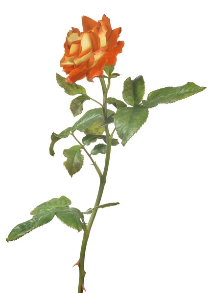 美丽的深红色和黄色的玫瑰在白色的背景上隔离开来 — 图库照片