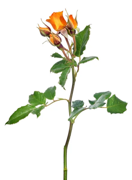 Beautiful Orange Color Rose Isolated White Background — Stock Photo, Image