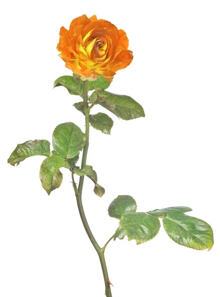 Όμορφο Πορτοκαλί Και Κίτρινο Χρώμα Τριαντάφυλλο Απομονωμένο Λευκό Φόντο — Φωτογραφία Αρχείου