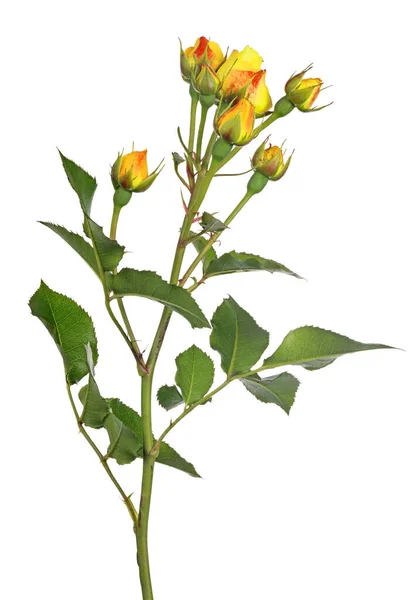 Krásná Růže Izolované Bílém Pozadí — Stock fotografie