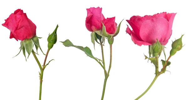 Hermosas Rosas Color Rojo Aisladas Sobre Fondo Blanco —  Fotos de Stock