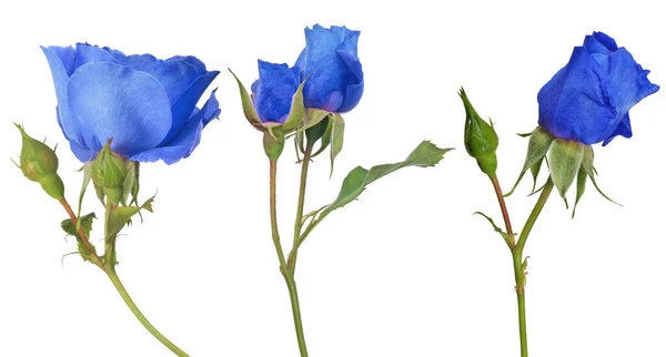 Hermosas Rosas Color Azul Aisladas Sobre Fondo Blanco — Foto de Stock