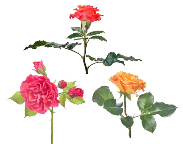 Bellissime Rose Tre Colori Isolate Sfondo Bianco — Foto Stock