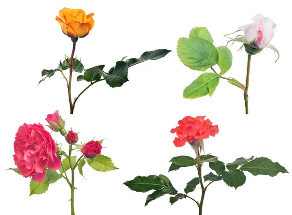 Ensemble Roses Isolées Sur Fond Blanc — Photo