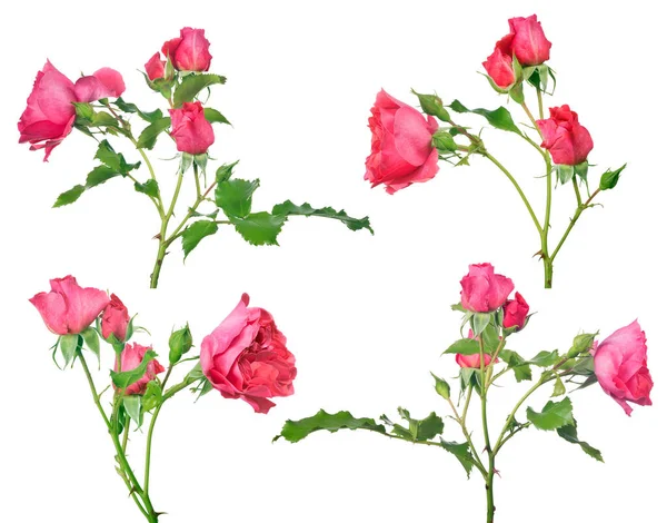 Belas Rosas Cor Rosa Isolado Fundo Branco — Fotografia de Stock