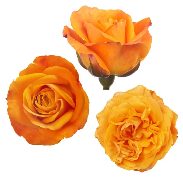 Hermosas Tres Rosas Color Naranja Aisladas Sobre Fondo Blanco — Foto de Stock