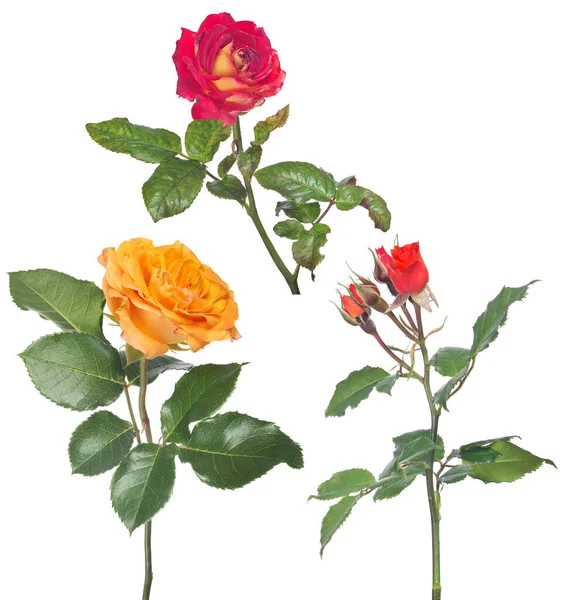 在白色背景上隔离的美丽的彩色玫瑰 — 图库照片
