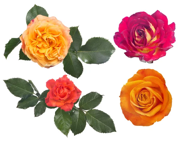 Τέσσερα Τριαντάφυλλα Πάνω Όψη Απομονώνονται Λευκό Φόντο — Φωτογραφία Αρχείου