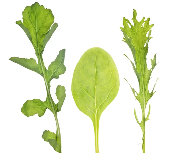 Feuilles Salade Vertes Isolées Sur Fond Blanc — Photo