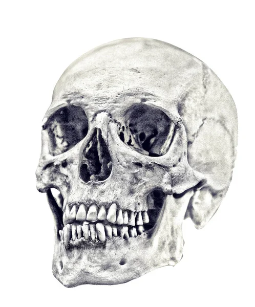 Single Skull Isolated White Background — Stock Photo, Image
