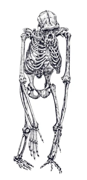 Σκελετός Χιμπατζή Απομονωμένος Λευκό Φόντο — Φωτογραφία Αρχείου