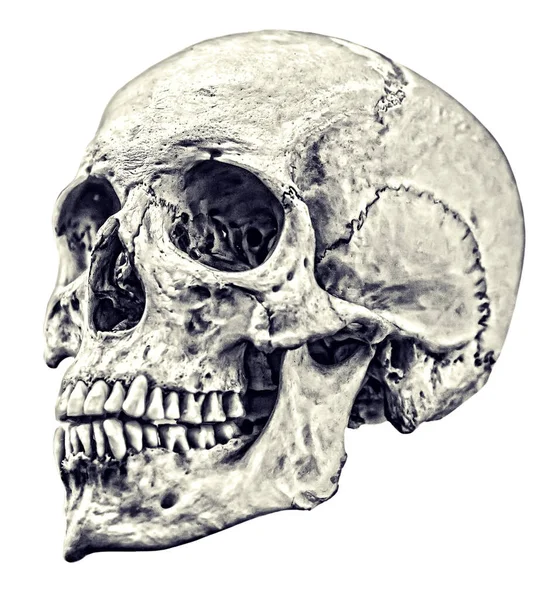 Beyaz Arkaplanda Izole Edilmiş Tek Kafatası Çizimi — Stok fotoğraf
