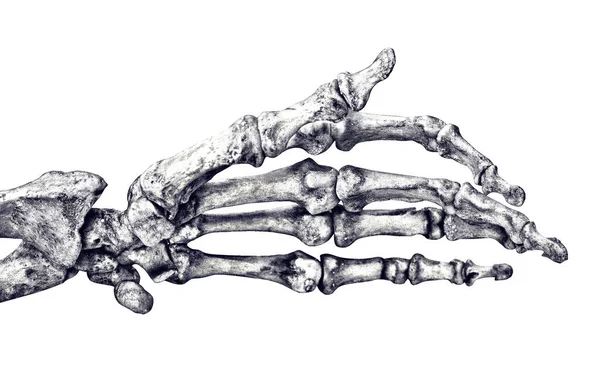 Esqueleto Humano Mano Aislado Sobre Fondo Blanco — Foto de Stock