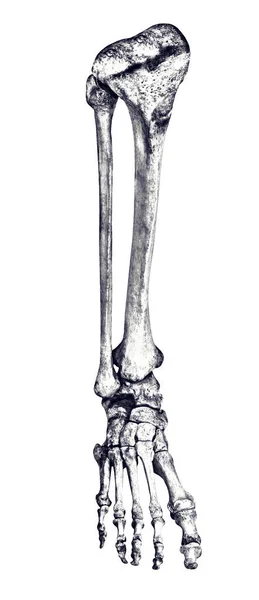 白い背景に隔離された人間の足の骨格 — ストック写真