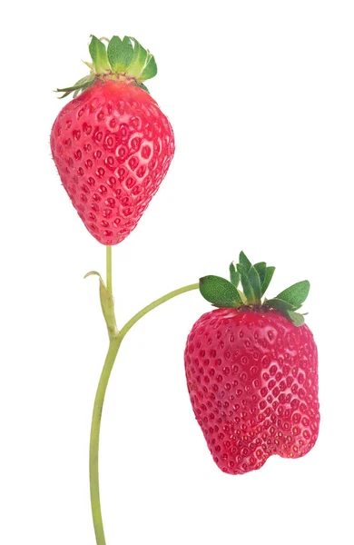 Grote Rode Aardbei Met Groene Stengel Geïsoleerd Witte Achtergrond — Stockfoto