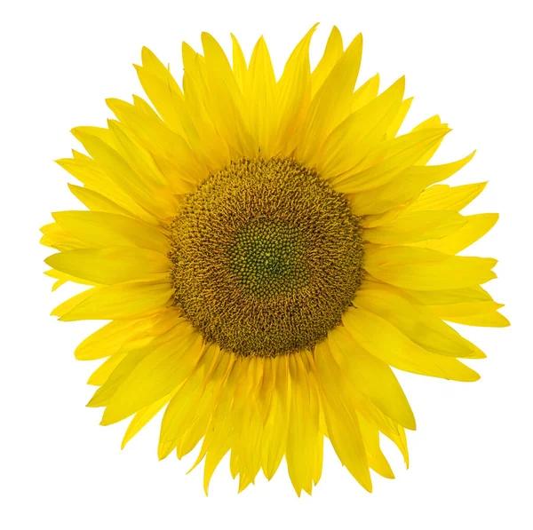 Single Sunflower Isolated White Background — Stock Photo, Image