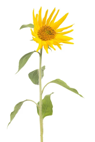 Tournesol Isolé Sur Fond Blanc — Photo