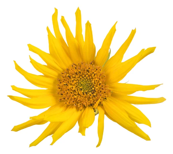 Single Sunflower Isolated White Background — Stock Photo, Image