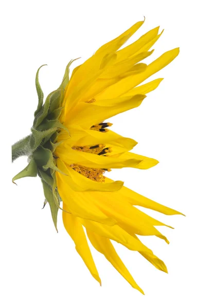 Einzelne Sonnenblume Isoliert Auf Weißem Hintergrund — Stockfoto