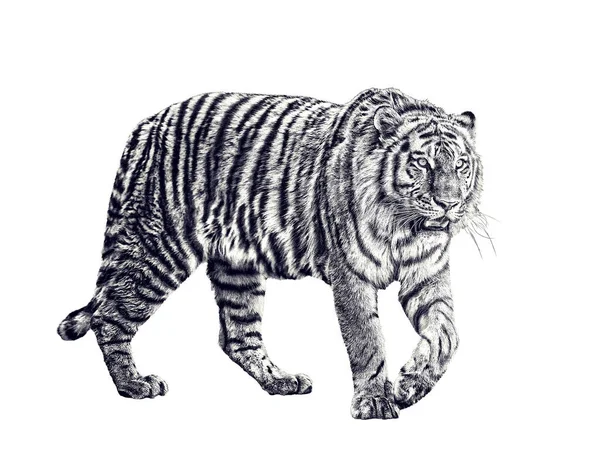 Grand Croquis Tigre Isolé Sur Fond Blanc — Photo