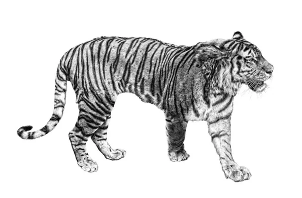 Boceto Tigre Grande Aislado Sobre Fondo Blanco —  Fotos de Stock