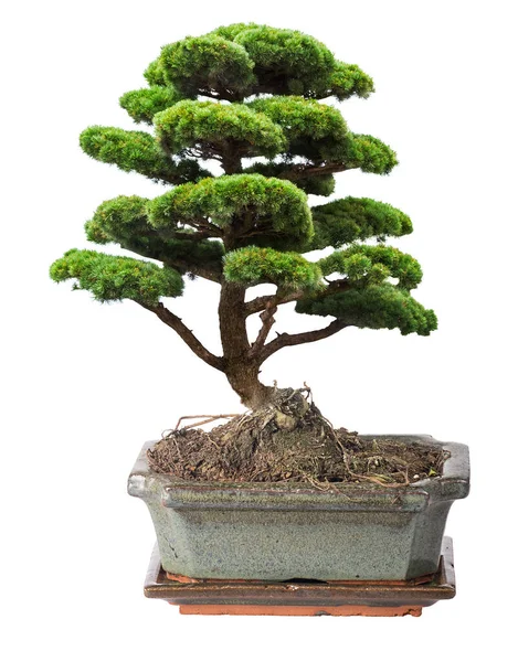 Green Bonsai Pine Tree Isolated White Background — Stock Photo, Image