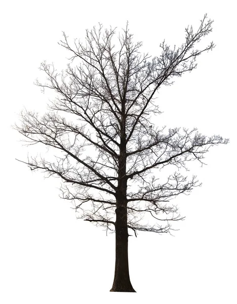 Velký Rovný Holý Strom Izolované Bílé Pozadí — Stock fotografie