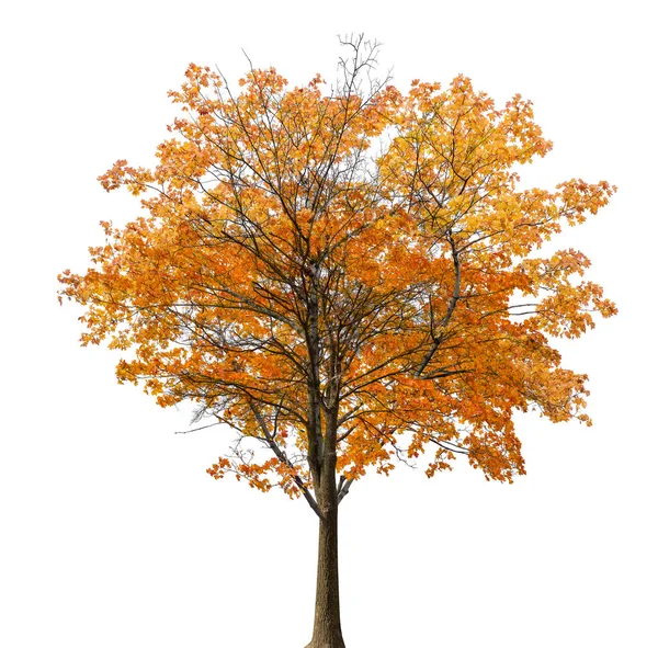 Μεσαία Ευθεία Δέντρο Σφενδάμου Φθινόπωρο Απομονωμένο Λευκό Φόντο — Φωτογραφία Αρχείου
