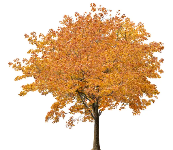 Μεσαία Ευθεία Δέντρο Σφενδάμου Φθινόπωρο Απομονωμένο Λευκό Φόντο — Φωτογραφία Αρχείου