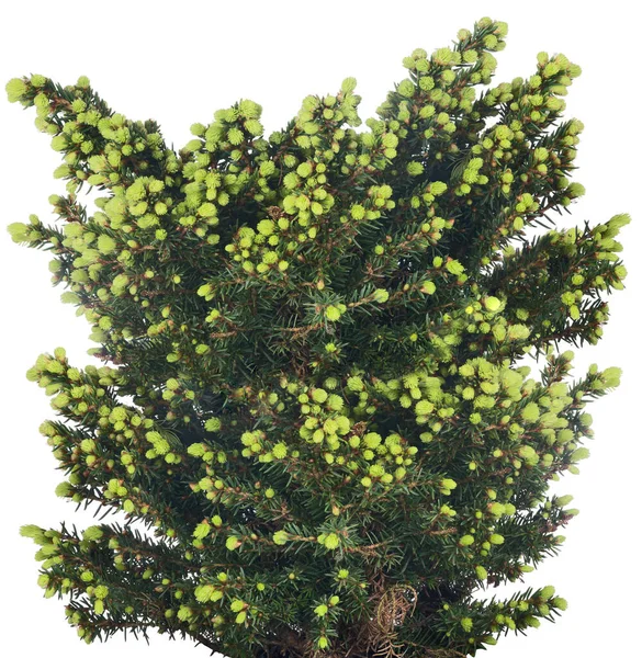 Groene Kleine Dennenboom Geïsoleerd Witte Achtergrond — Stockfoto