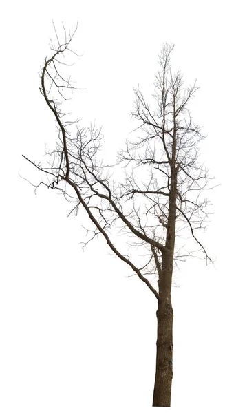 白地に隔離された暗い裸の木 — ストック写真