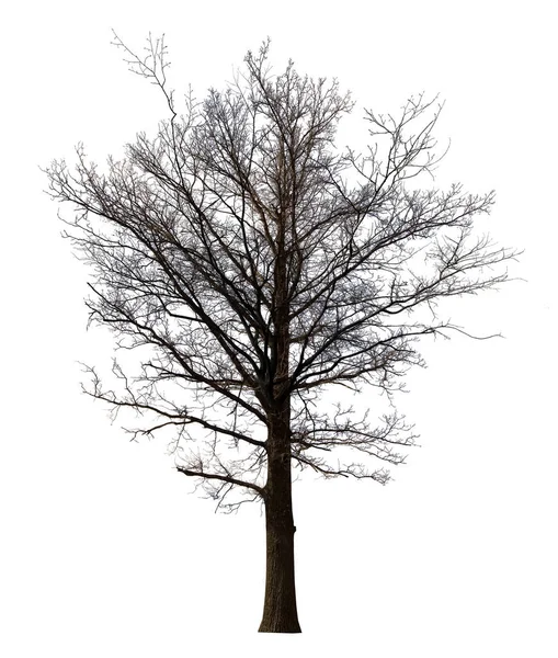 Velký Rovný Holý Strom Izolované Bílé Pozadí — Stock fotografie